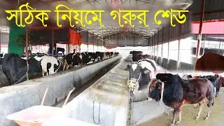 সঠিক ভাবে গরুর শেড তৈরী জানুন বিস্তারিত | গরুর খামারের শেড কেমন হলে ভাল হয় #শেডতৈরি #কম_খরচে_গরুর_ঘর