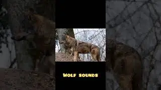 wolf.animals world.