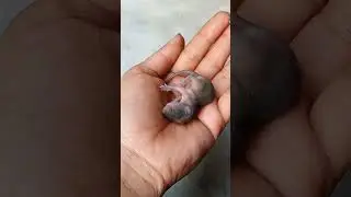 baby rat (ইঁদুর বাচ্ছা) 🐁#rat children #rat children short video #short