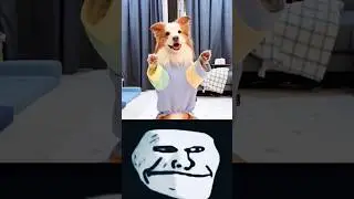 Dog Talent || America's got Talent#Dog #viral #trending #shorts #pets