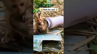 Sad baby monkey 🐒😱 #pets #cuteanimal #babymonkey #shorts