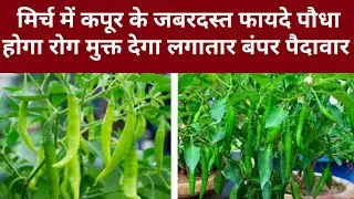 मिर्च में कपूर के फायदे। पौधे पर लगेगी सैकड़ो मिर्च। ताकतवर insecticide and fungicide.#kapoor