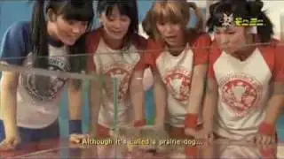 Dramatic Prairie dog attacks people