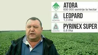 Рапс, результаты применения технологии от компании WeTrade