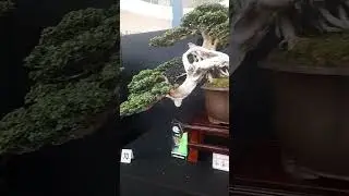 Bonsai Show 2025 at MOA 🪴🌿🌵 #bonsai #bonsaitree #youtubeshorts