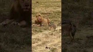 Sometimes Look is Enough | Lion vs Jackal