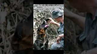 War Dog in the Heat of Vietnam #vietnamwar #vietnamwarhistory #usarmy #militaryhistory #ww2