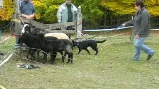 Australian Kelpie - first herding (5 months old puppy)