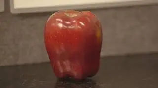 Apples - Sensory Evaluation