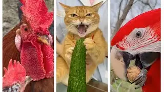 🐱 Adorable Kittens & Funny Animals | Instant Mood Boost and Stress Relief! 😻