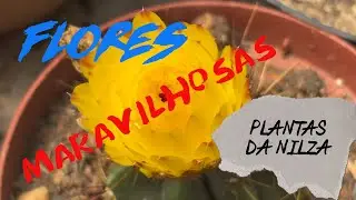 Flores Maravilhosas da Nilza