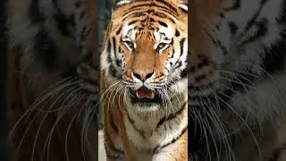 Tiger In Jungle #tiger #tigers #jungle #amazon  #photography