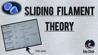 Sliding Filament Theory | Mechanism Of Skeletal Muscle Contraction || Nerve Muscle Physiology
