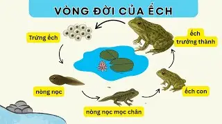 VÒNG ĐỜI CỦA ẾCH | HÀNH TRÌNH KỲ DIỆU CỦA ẾCH | HIKIDS HỌC CÙNG BÉ