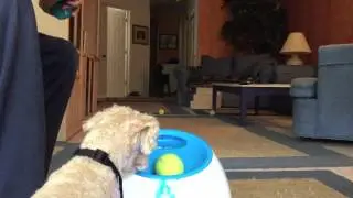 Indoor Play with IFetch