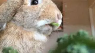 Rabbit Eating in Slow Motion