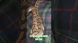 0.1 VPI Axanthic Enchi het Pied #vpi #axanthic #enchi #hetpied #viral #shorts #viralvideo #short