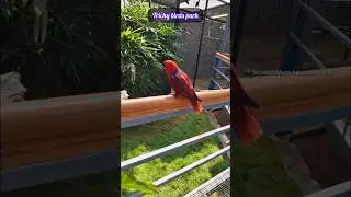 💞 I love birds💞 #birds #birdslovers#birdspark #trendingshorts #lovesong #beatifulnature #shortsviral