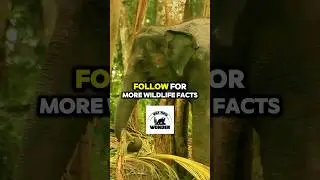 New Elephant Facts! 🐘 #elephant #animals #animalkingdom #wildlife #elephants #facts #nature #learn