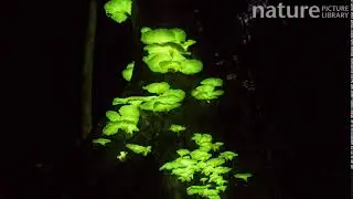 Timelapse from day to night of bioluminescent fungi on a tree trunk, Atherton Tablelands, Queensland