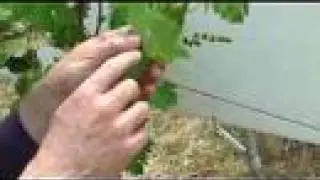 One Acre in Napa Valley - Episode #3, Shoot Growth 5/2/08