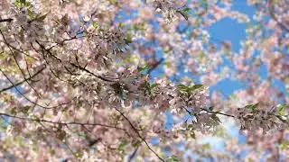Cherry-blossom-nature-scene Royalty-free Videos
