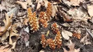 Bear Corn (Conopholis americana) &mdash;&nbsp;Not Your Typical Plant, with Adam Haritan