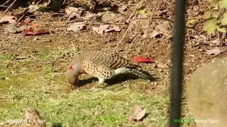 Northern Flicker