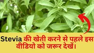 Unlocking Success: A Guide to Stevia Cultivation |  +91-9799930900/9799931200