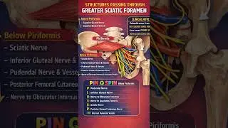 #anatomy #bpt #mbbsstudent #mbbs #mbbsprivatecolleges