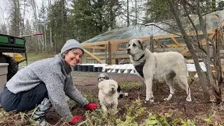 Planting Veggies In Our Timber Frame Greenhouse | Grow Your Own Food