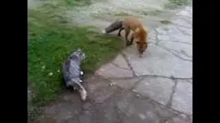 funy Fox VS Adranalin Cat