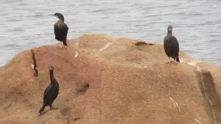 Cormor&aacute;n grande Octubre 2016. Galicia