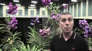 Como 'anabolizar' suas Orquídeas