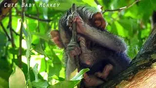 20 minute before bring to rescue | orphan baby LIZZA  lost appetite , pale color , drowsiness