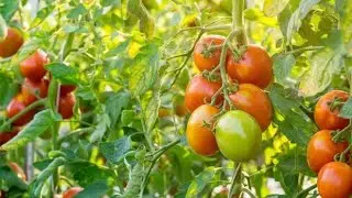 Tomato growing in Uganda (Okulima enyanya mu Uganda)