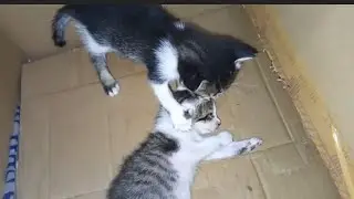 ANAK NYA MOLI ,MOCA LEMAS MOLA MENYEMANGATI 😿😿😭😭