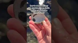 ocean care tutorial! #shorts #nature #ocean #tidepools #shell #sea #otherkin #waves #socal #beach