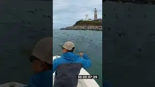 Striped Bass blitz and I'm all tangled up! Montauk Fall 2022 #shorts #fishing #montauk #newyork