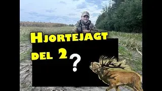 Kronhjorte brunst jagt i Danmark 2025 DEL 2/2