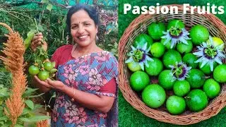 తోటలో పండిన ప్యాషన్ ఫ్రూట్స్,రుచికి రుచి,ఆరోగ్యానికి ఆరోగ్యం,Passion Fruits Harvest-Saileela Vlogs