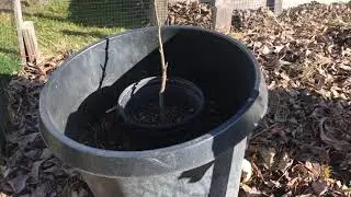 Winterizing my baby figs - Zone 6b