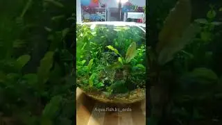 #aqua.fish.kz_orda #aquarium #aquascape #fishtank #аквариум #aqua #аквариумист #акваскейп