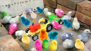 Chicks Enjoying Fresh Feed from Tractor Trolley | Chicks Vs Tractor Trilley Video