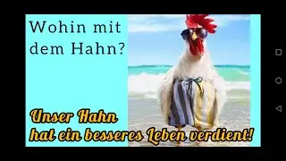 Wohin mit dem Hahn? Halsband bringt nichts! Jung Hahn abgeben.