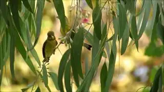 Lesser Goldfinch Feeding Time - Sept 9, 2015