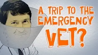 5 Signs of a Pet Emergency (Stings, Staggering & Seizure Edition)