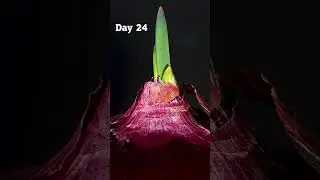This Onion Got a Second Life