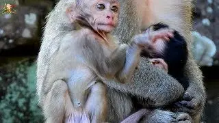 A LITTLE BABY DELENA SO HUNGRY HUG GET MILK A LOT , WHY JILLA DISTURB LIKE THIS?|