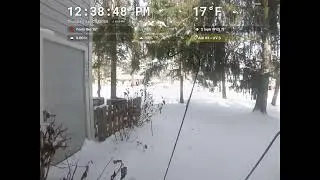Backyard Live Stream2026-01-29